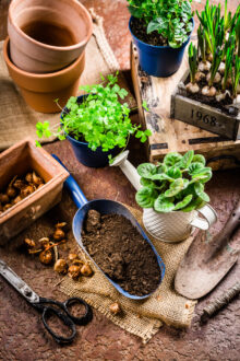 Spring,Time,,Replanting,Plants,-,Herbs,,Flowers,And,Plants,In