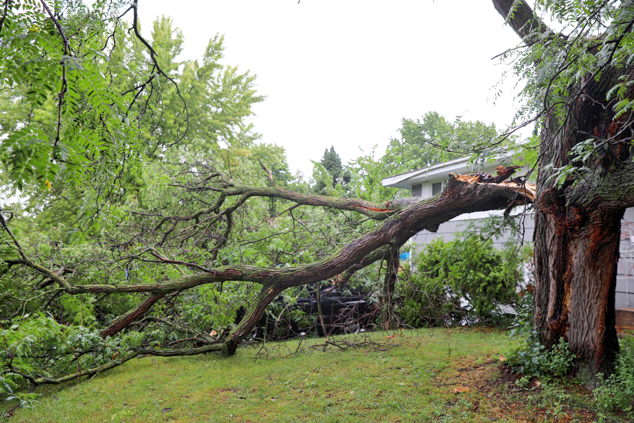 Emergency Tree Service