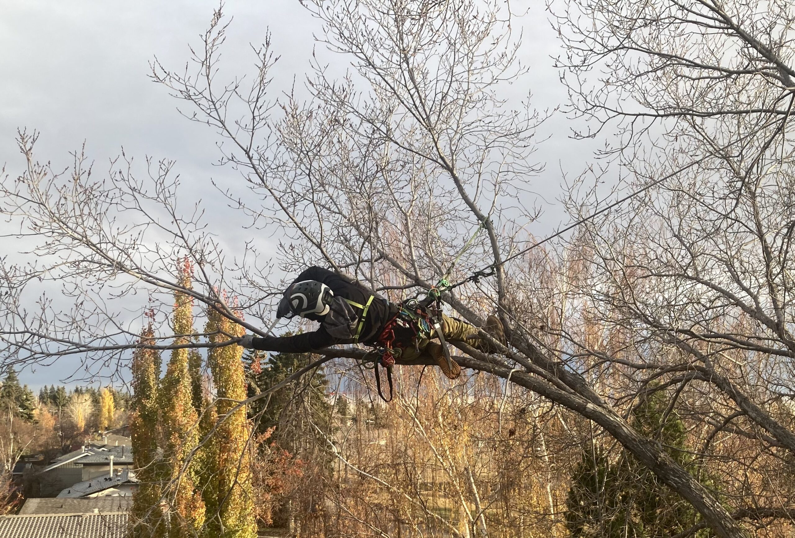 Tree Pruning