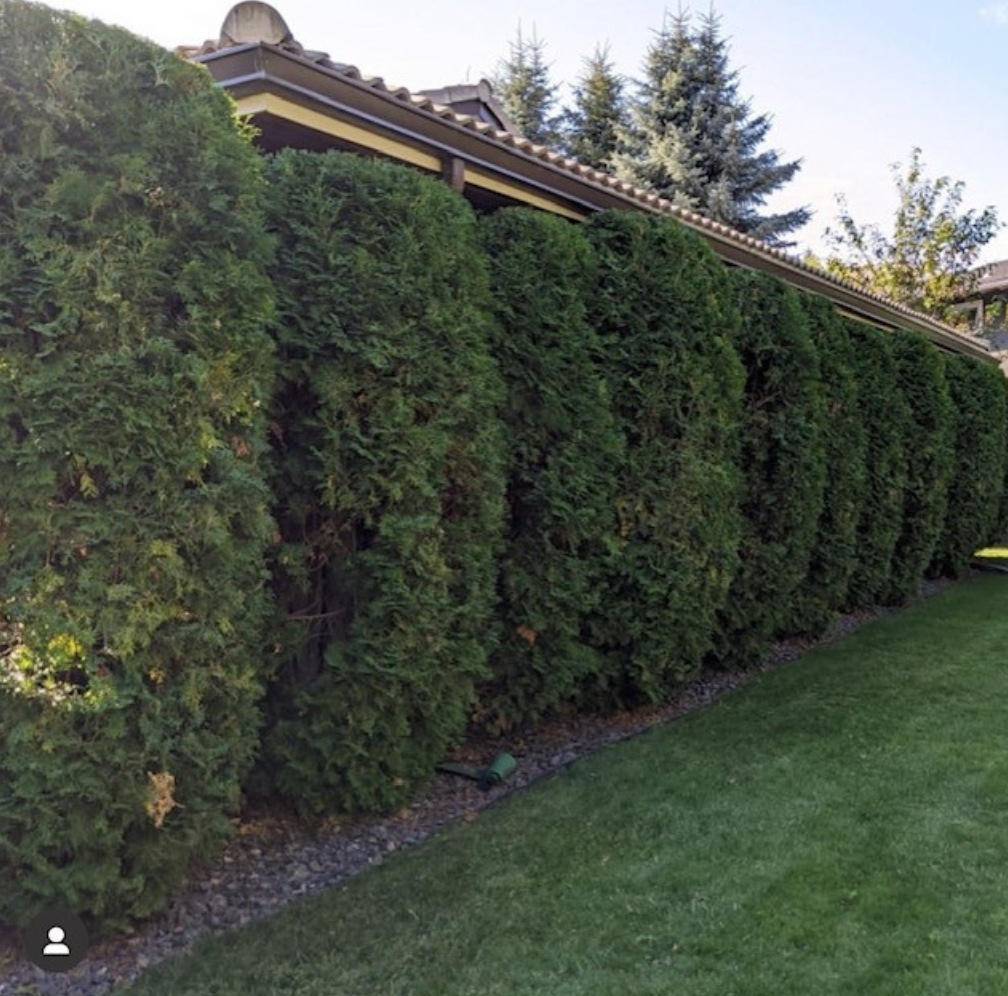 Hedge Trimming